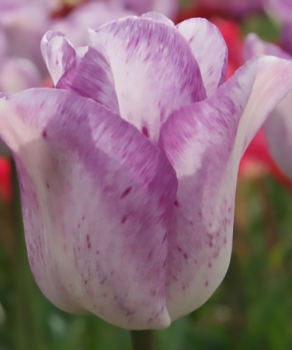 Тюльпан Shirley, 2 шт