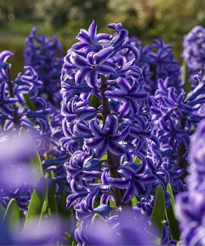 Гиацинт Блу Джекет (Blue Jacket)