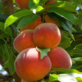 Персик колонновидный Сувенир
