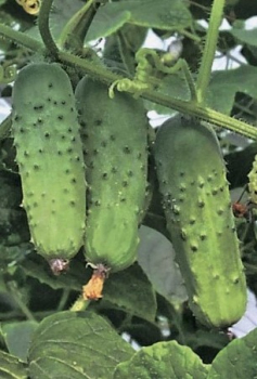 Огурец Соната, 10 г, Rijk Zwaan