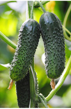 Огурец Чайковский, 1000 шт, Rijk Zwaan