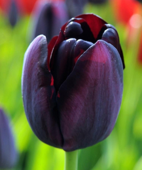 Тюльпан Queen of Night, 2 шт