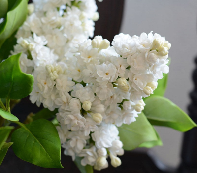 Сирень Память о Колесникове