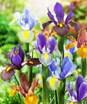 Ирис Голландика Тайгер Микс (Hollandica Tiger Mix), 5 шт