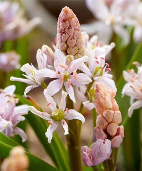 Пролесок Бифолия Розеа (Bifolia Rosea), 5 шт