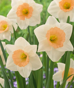 Нарцис Пічес енд Крим (Peaches and Cream)