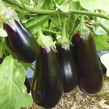 Баклажан София F1 GSN, 1000 шт