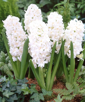 Гиацинт Сноу Кристал (Snow Crystal)