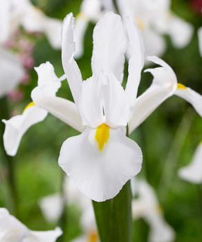 Ирис Голландика Уайт Ван Влиет (Hollandica White Van Vliet), 5 шт