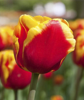 Тюльпан Денмарк (Denmark), 2 шт