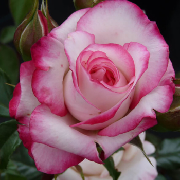 Роза флорибунда Ламинируете (Laminuette)