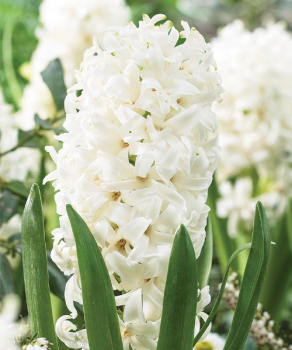 Гиацинт Уайт Перл (White Pearl)