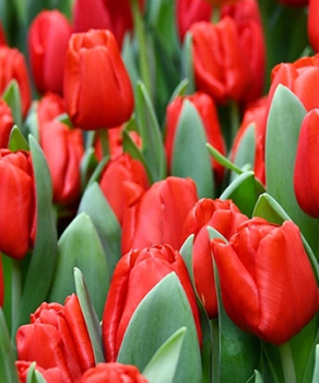 Тюльпан Эскейп (Escape), 2 шт