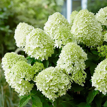 Гортензия метельчатая Селекшин (Selection)