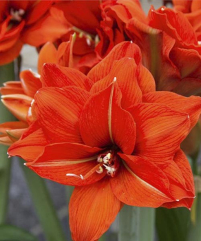 Гіппеаструм Селіка (Celica)