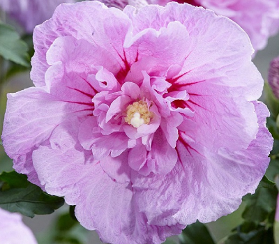 Гибискус сирийский Лавендер Шифон (Lavender Chiffon)