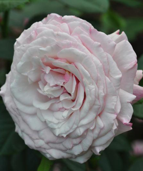 Троянда флорібунда Розенфешинейшн (Rosenfaszination)