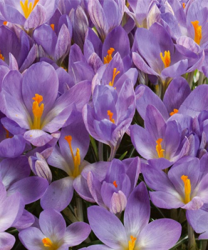 Крокус Розалинд (Rosalind), 5 шт