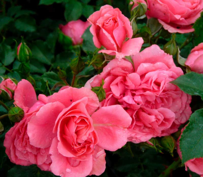 Роза парковая Розариум Уетерзейн (Rosarium Uetersen)