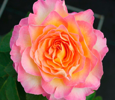 Роза чайно-гибридная Горджес (Gorgeous)