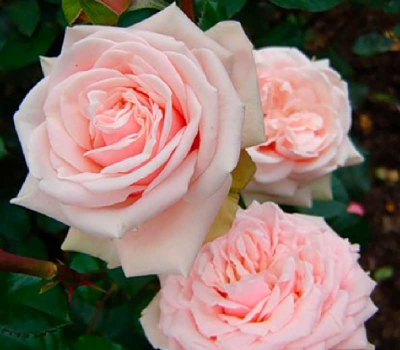 Роза чайно-гибридная Маджестік (Majestic)