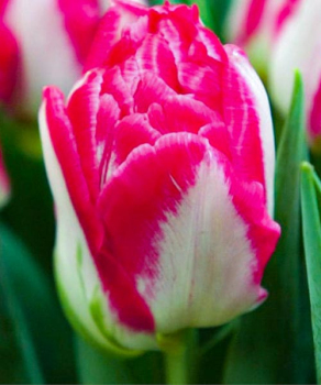 Тюльпан Пінк Делайт (Pink Delight), 2 шт