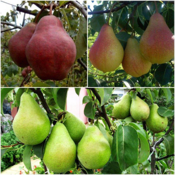 Груша дерево сад (Киргизская зимняя + Ноябрьская + Изюминка Крыма)