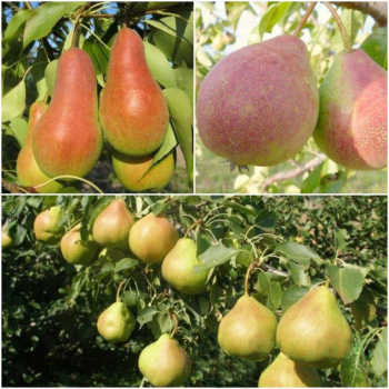 Груша дерево сад (Изюминка Крыма + Талгарская красавица + Николай Крюгер)