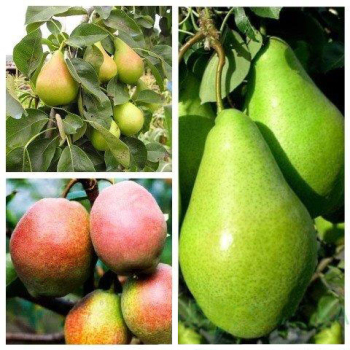 Груша дерево сад (Яблунивська + Киргизская зимняя + Ноябрьская)