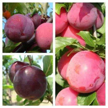 Слива дерево сад (Голливуд + Оцарк Премьер + Анжелика)