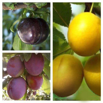 Слива дерево сад (Президент + Эльдорадо + Гек)