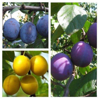 Слива дерево сад (Топ Гигант + Амерс + Гек)