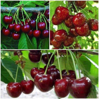 Черешня дерево сад (Бигаро Бурлат + Крупноплодная + Карина)