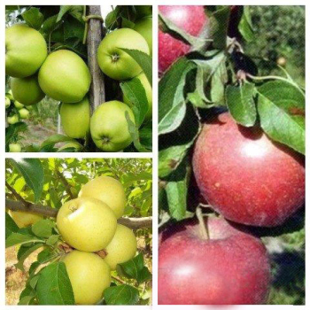 Яблоня дерево сад (Грин Стар + Голден делишес + Граф Эззо)