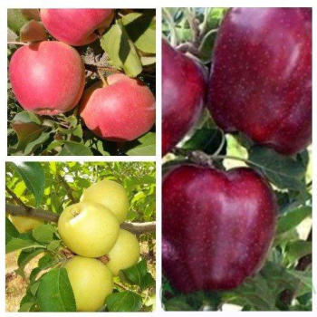 Яблоня дерево сад (Пирос + Голден делишес + Ред Чиф)