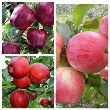 Яблуня дерево сад (Ред Чіф + Гала + Цукеркова)