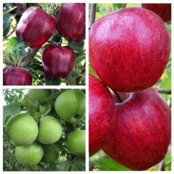 Яблуня дерево сад (Ред Чіф + Симиренко + Камео)