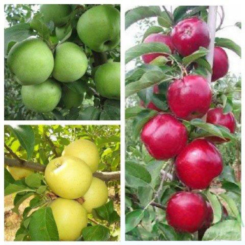 Яблуня дерево сад (Симиренко + Моді + Голден делішес)