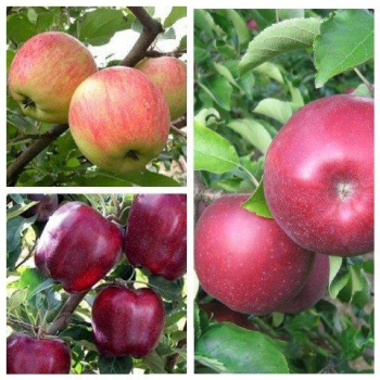Яблуня дерево сад (Целеста + Ред Чіф + Ред Джонапринц)