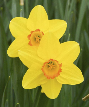 Нарцис Пінза (Pinza)