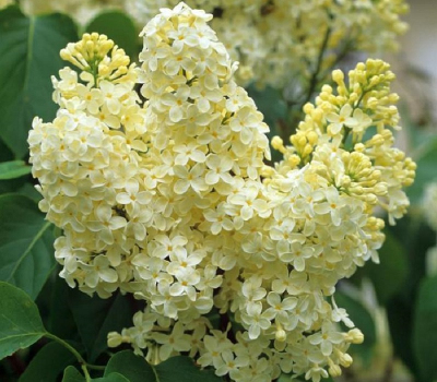 Сирень Примроуз (желтая)