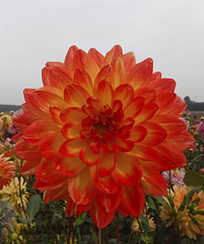 Жоржина Pasodoble Dancer