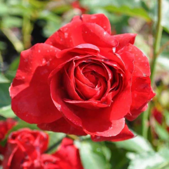 Троянда плетиста Полс Скарлет (Paul's Scarlet)