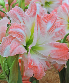 Гіппеаструм Лавлі Німф (Lovely Nymph)