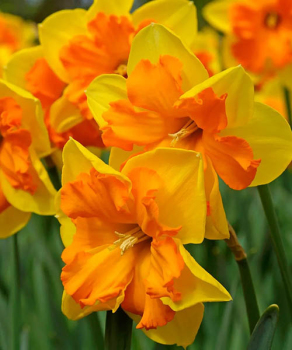 Нарцис Конгрес (Congress)