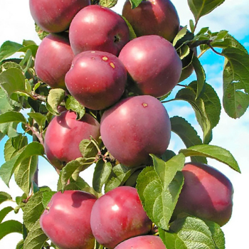 Яблуня колоновидна Вікторія
