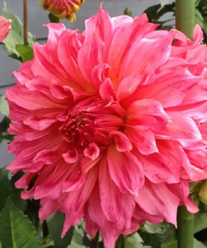 Жоржина Islander