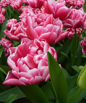 Тюльпан Columbus, 2 шт