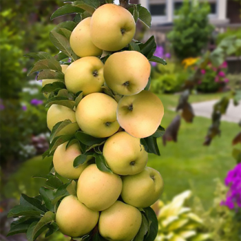 Яблуня колоновидна Медок