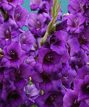 Гладиолус Purple Flora 3 шт